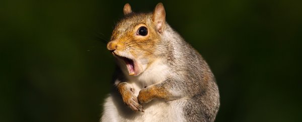 Scientists just got closer to understanding why yawns are so darn contagious