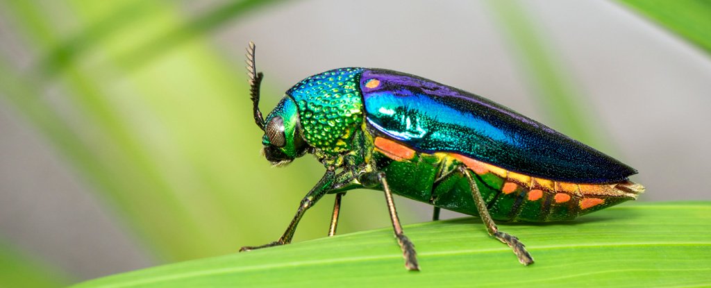 Ahora sabemos por qué la selección natural puede favorecer la iridiscencia en algunos insectos