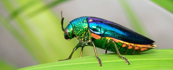 We now know why natural selection may favor iridescence in some insects