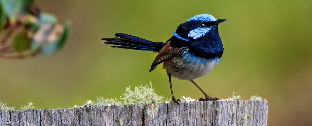 The superb fairy-wren, one of the species studied. 