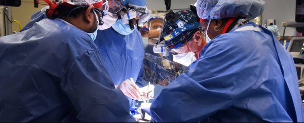 Feral animal virus may have been a factor in pig heart transplant patient's death