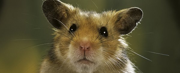 Gene editing can change the social behavior of animals in unexpected ways