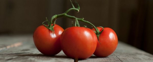 Scientists Use CRISPR to Seriously Boost Tomatoes' Vitamin D Levels TomatoGeneEditingVitaminD_600