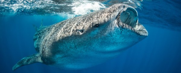 Scientists have figured out what's killing the world's biggest fish
