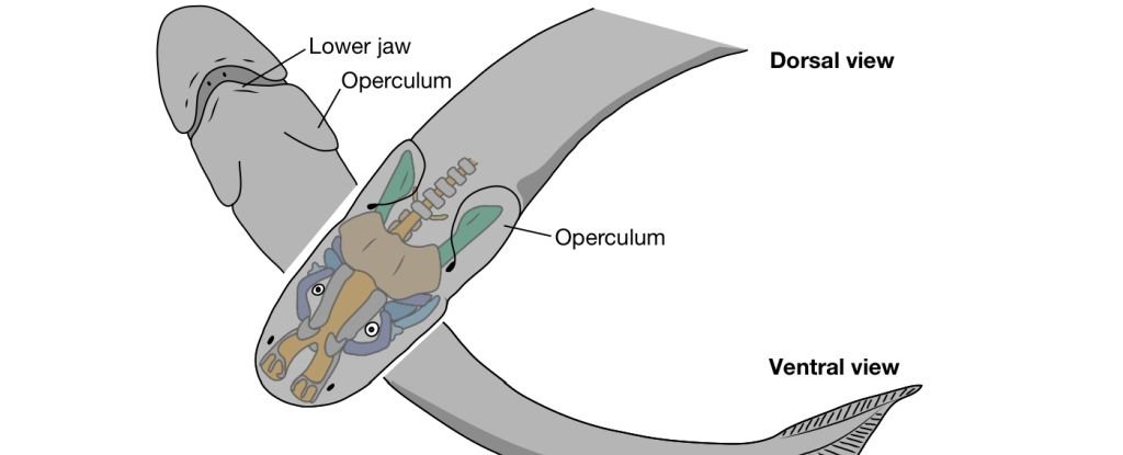 Los científicos piensan que esta extraña criatura parecida a un pez puede ser uno de nuestros antepasados ​​​​antiguos