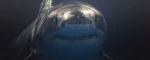 This animal may have helped drive the fearsome megalodon to extinction