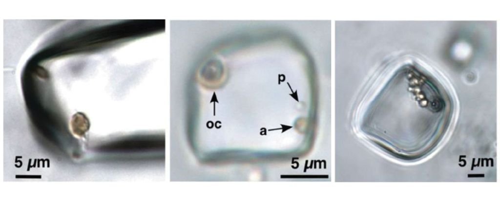 Potentially Alive 830-Million-Year-Old Organisms Found Trapped in Ancient Rock