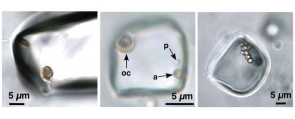 Potentially alive 830-million-year-old organisms found trapped in ancient rock