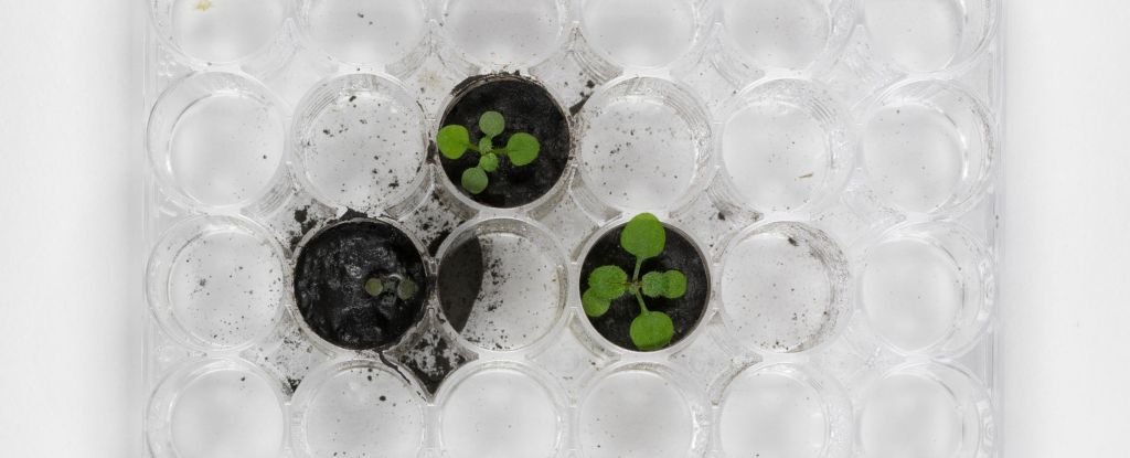 For The First Time, Scientists Have Grown Plants in Moon Dirt. It Didn't Go Grea..