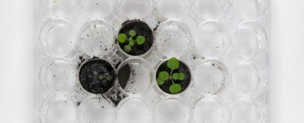 For The First Time, Scientists Have Grown Plants in Moon Dirt. It Didn't Go Great  Moon-dirt-plants_600