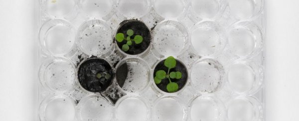 For the first time, scientists have grown plants in Moon dirt. It didn't go great