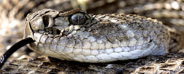 Surprise! Snake and spider venom aren't nearly as sterile as we thought