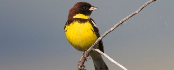Basically half of all known bird species are grappling with population declines