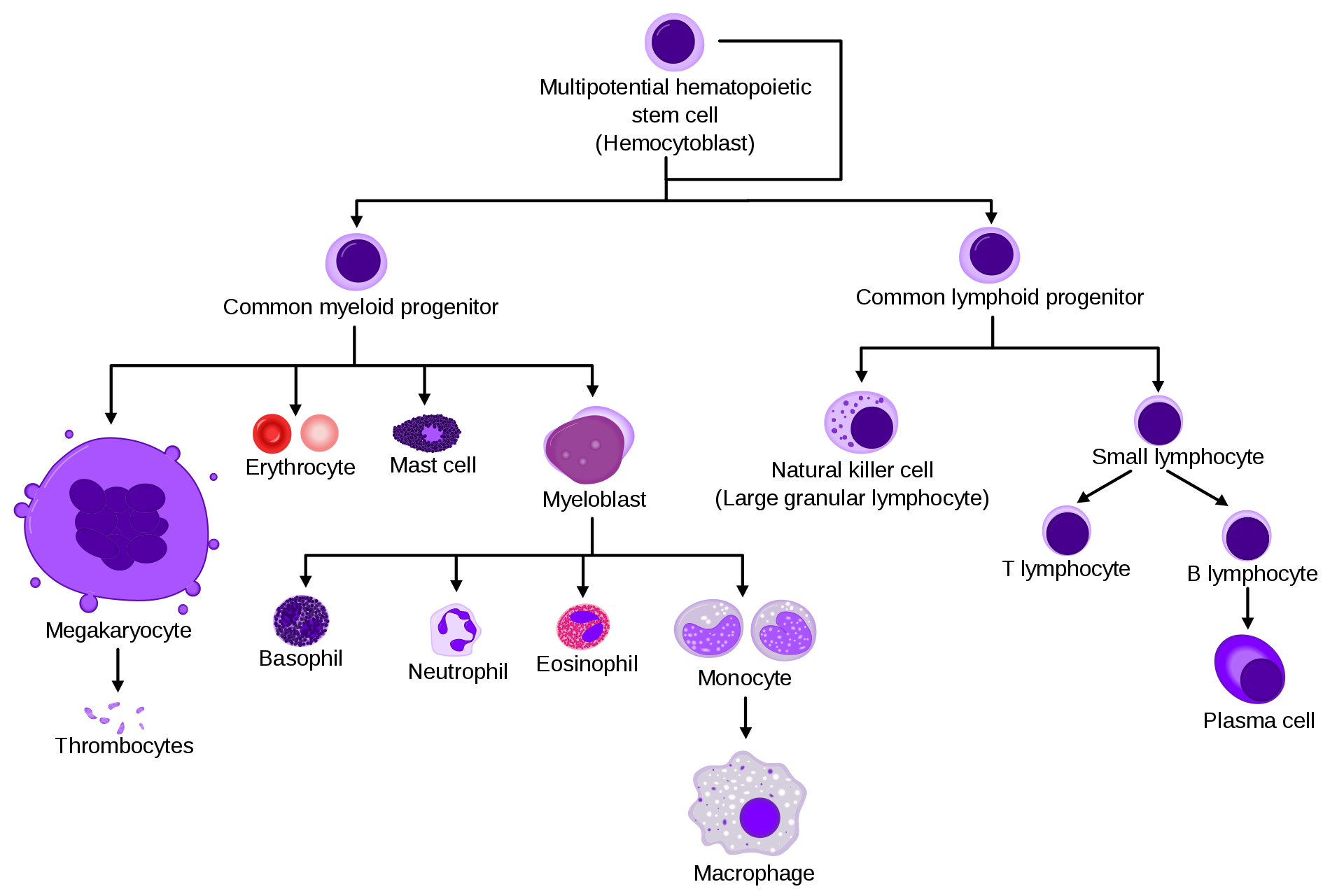 Diagram showing the blood cell family tree