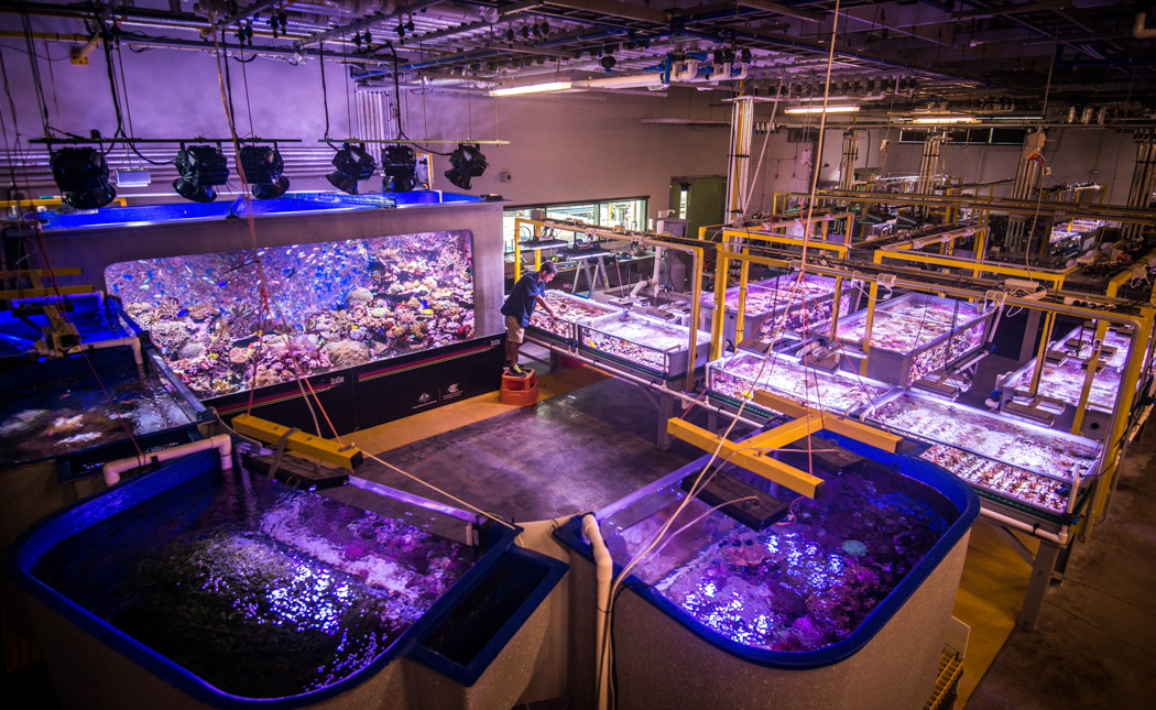 A large room with blue glowing water tanks