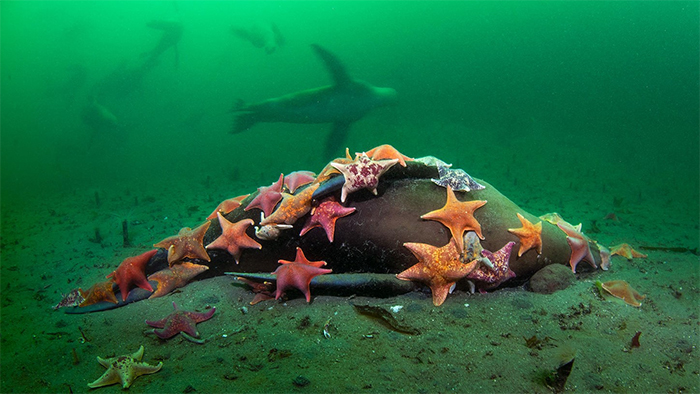 Star fish of different colours on a dead seal's body