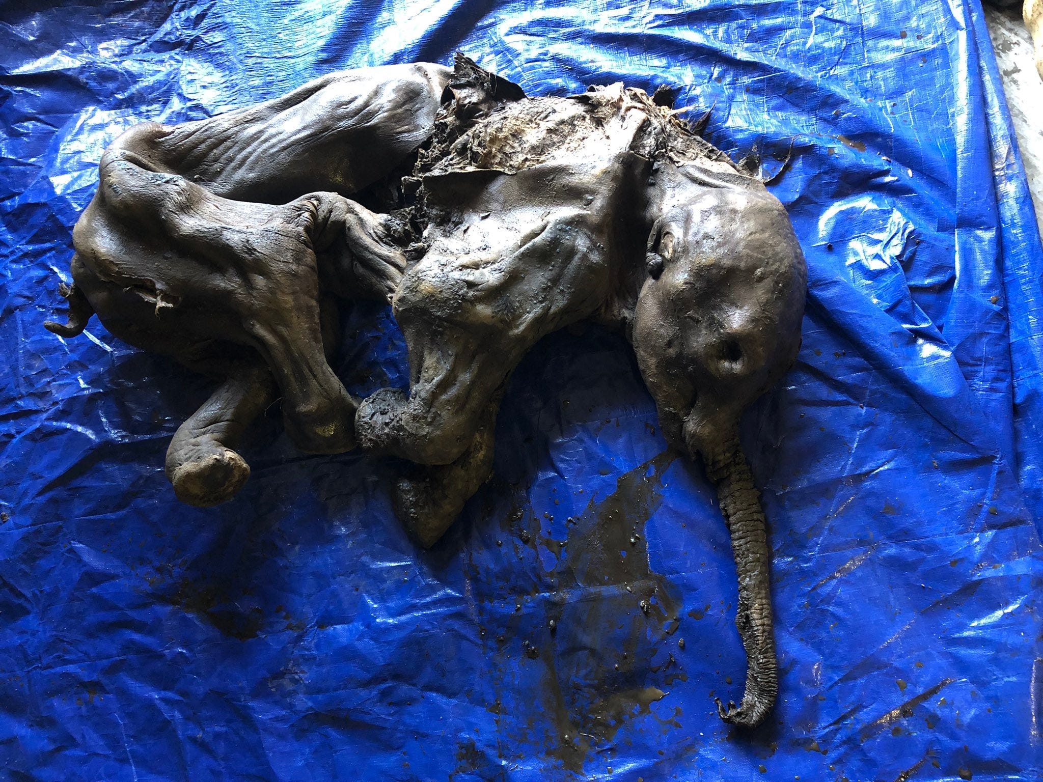 30,000-Year-Old Baby Mammoth Found Almost Perfectly Preserved in Canadian Gold Fields
