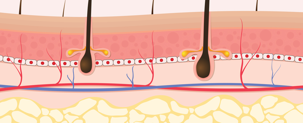 DiagramOfSkinLayersWithHairsAndVeins