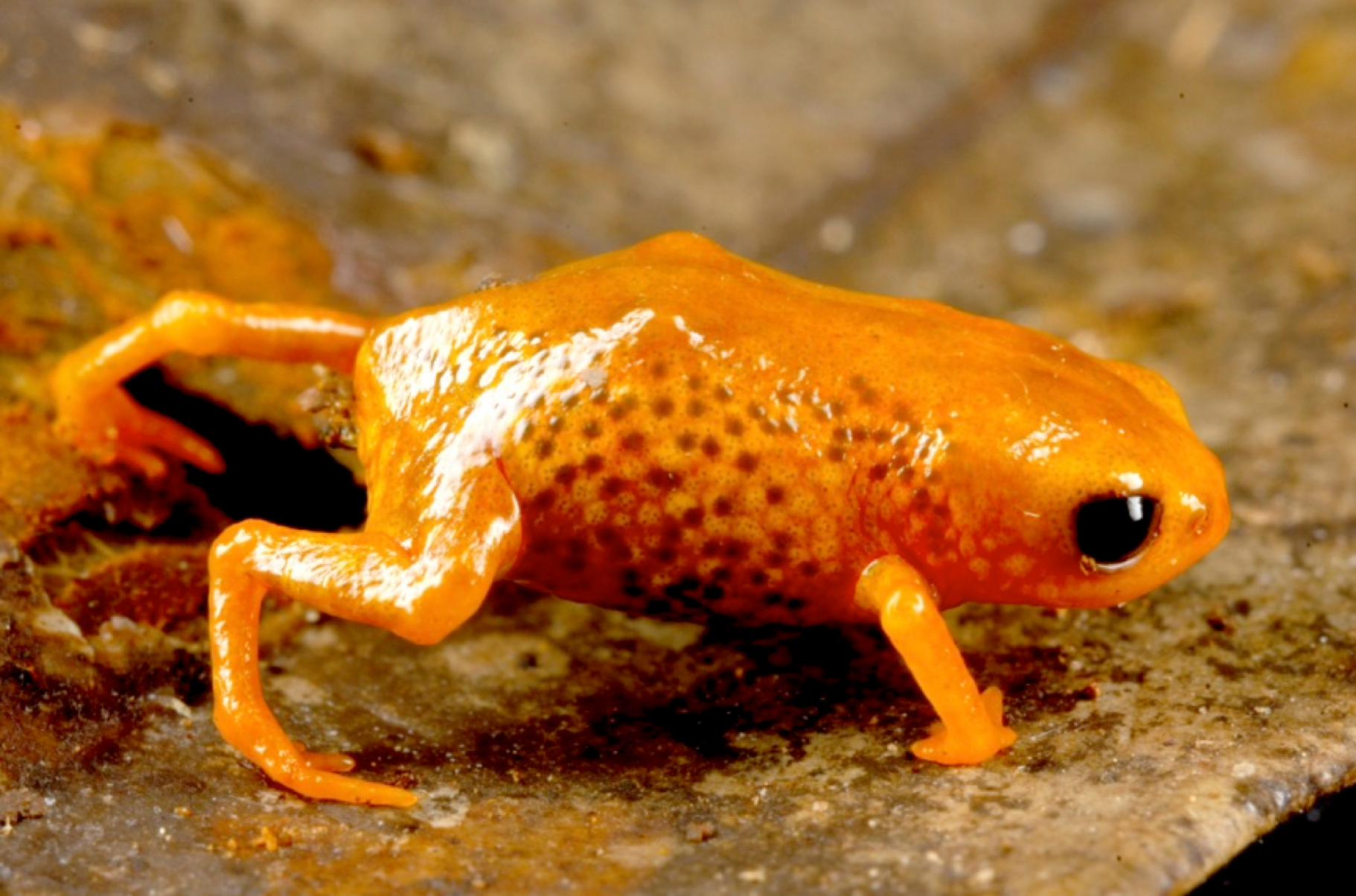 These Toadlets Are So Tiny They Can't Balance Anymore, And The Footage Is Ridiculous  LittleOrangeToadletOnAwkwardlyPosedTwiggyLegs