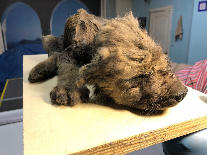 A brown fuzzy wolf-like animal placed on a table