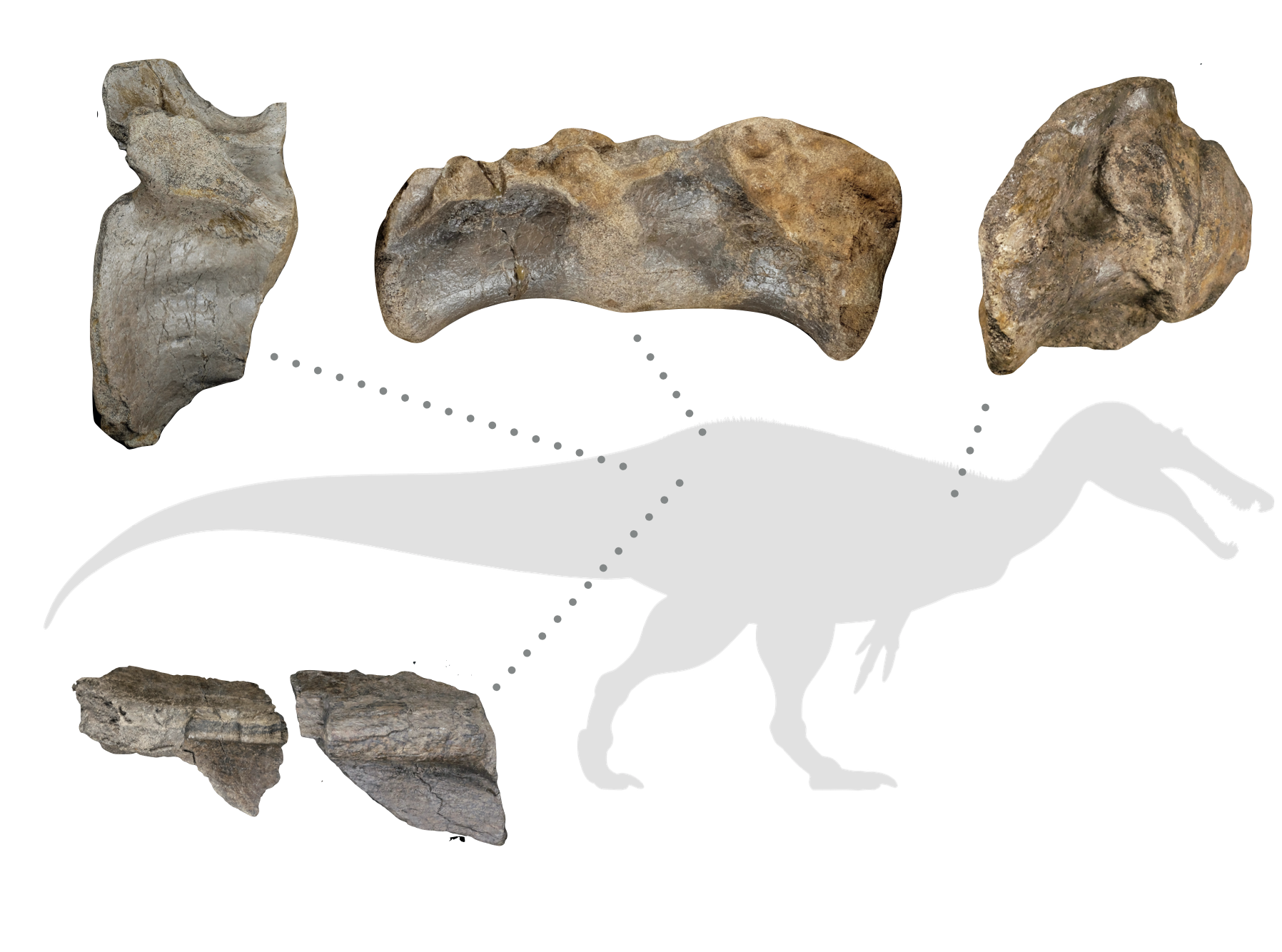 Spinosaurid 2