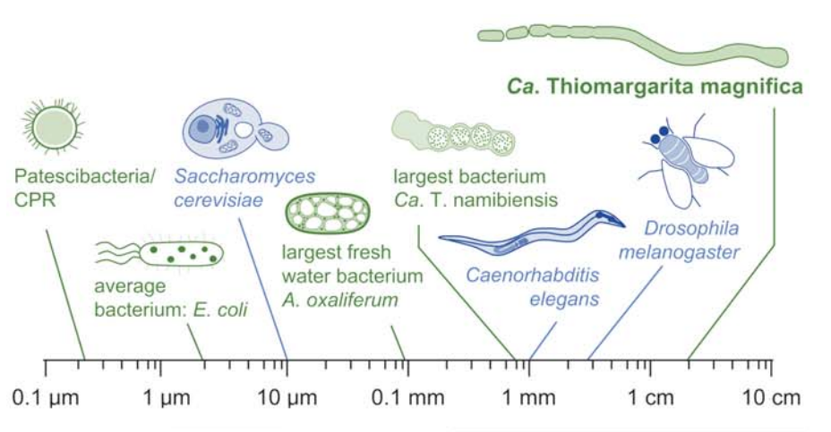 T. magnifica to scale