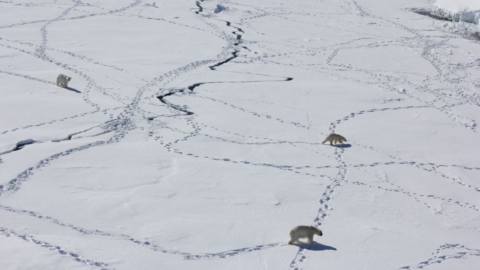 A Secret Polar Bear Population Has Been Found in an 'Impossible' Location
