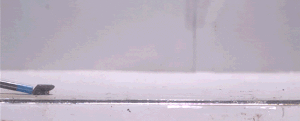 These toadlets are so tiny they can't balance anymore, and the footage is ridiculous