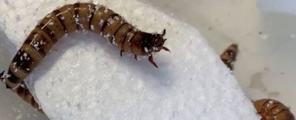 Scientists found superworms that love eating styrofoam, and it could be a good thing