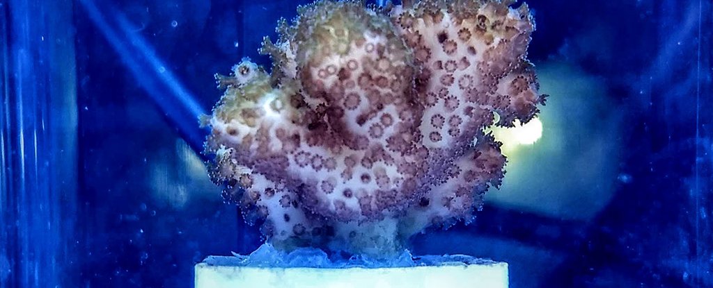 A coral in the lab. 