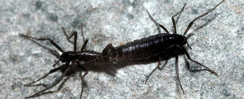 Antarctica's Only Native Insect Could Be Destined For Extinction as Winters Warm