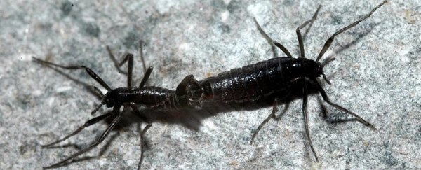 Antarctica's only native insect could be destined for extinction as winters warm