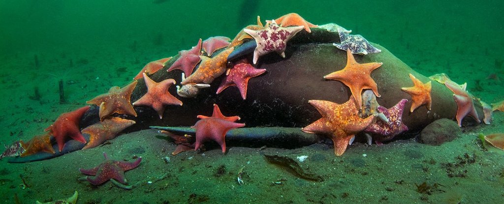 Starfish swarming to feed on the sea lion. 