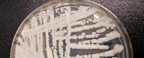 A deadly fungus has been having sneaky sex, and it could bode ill for humans