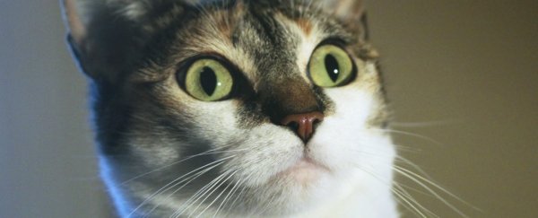 Catnip turns out to have a hidden effect you probably don't know about