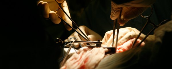 Ingenious technique leads to kids having kidney transplants without immune suppression