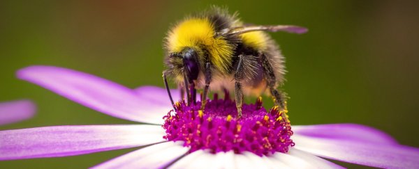 A bee on a purple flower