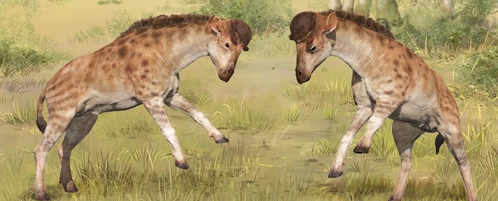 Artist's impression of giraffoid males headbutting. 