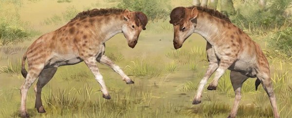 Fossil evidence just added fuel to the debate over the purpose of giraffe necks