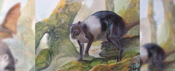 This giant kangaroo from 50,000 years ago isn't even related to Australian ones