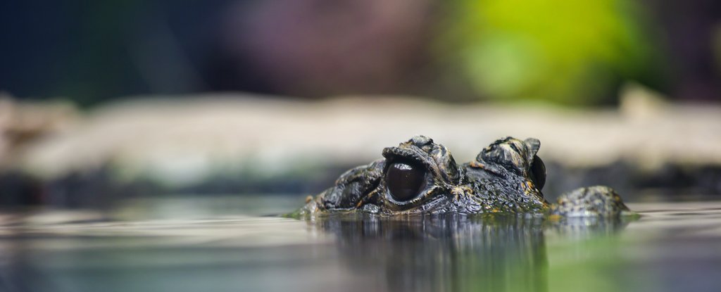 A modern-day West African dwarf crocodile. 