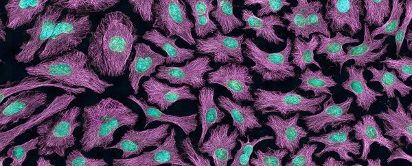 What are HeLa cells? A cancer biologist explains the controversy that cannot die
