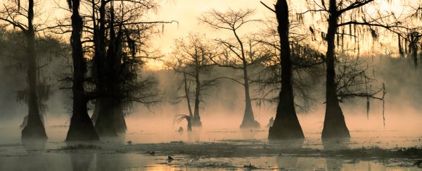  A Disturbing Process Has Been Accelerating in Freshwater Lakes Worldwide, Study Finds  FogRisingFromTreeFilledLakeMarshInEeryOrangeLight_600