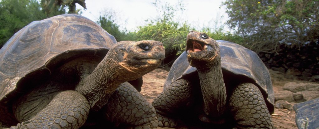 Galápagos tortoises live longer than 100 years. 