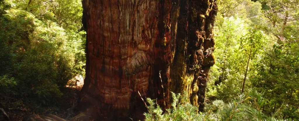 Famous 'Great Grandfather' Tree in Chile Could Be The Oldest Tree in The World
