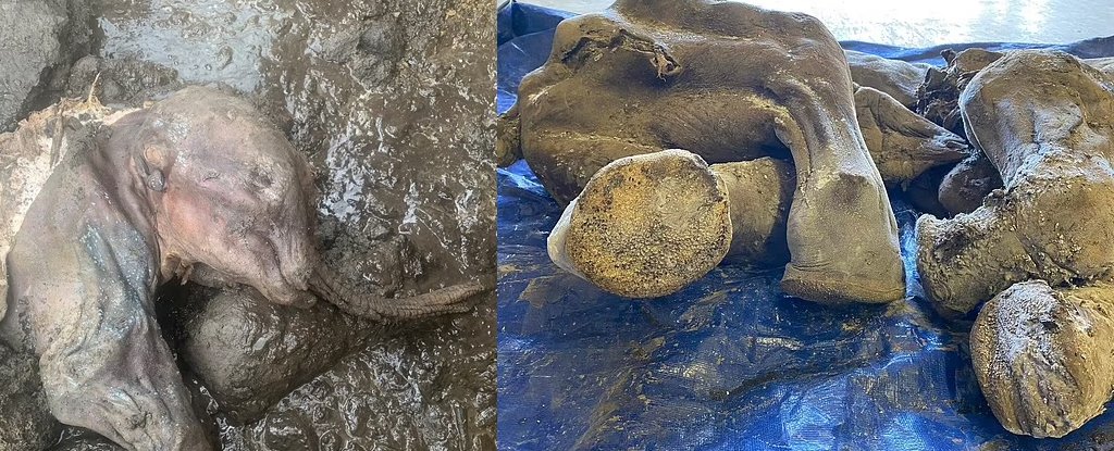 Left: head of baby mammoth; r: hooves still showing wear. 