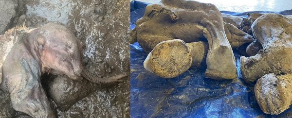 30,000-year-old baby mammoth found almost perfectly preserved in Canadian gold fields