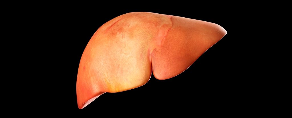 Illustration of human liver. 