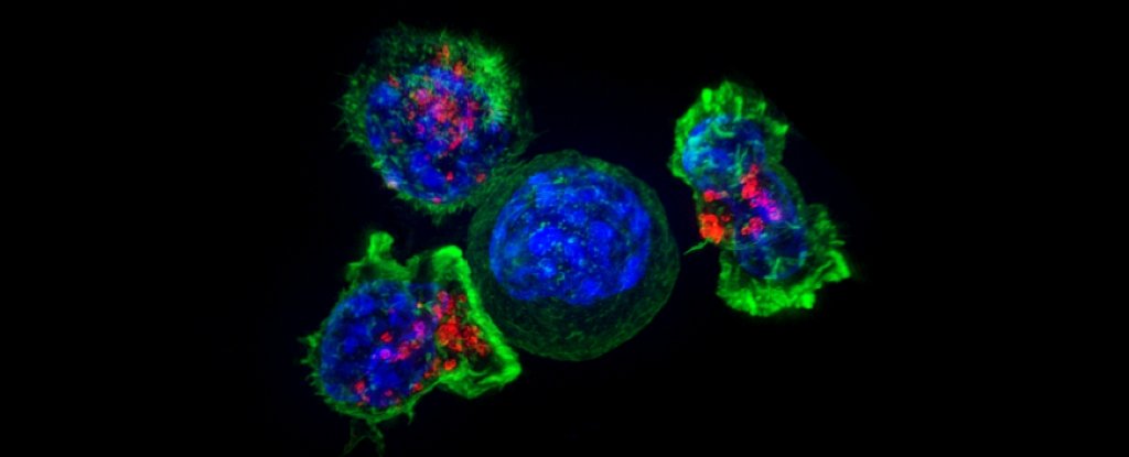 Killer T cells surround a cancer cell.
