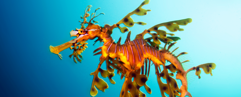 Sea Dragons Are Incredibly Strange Creatures And We May Finally Know Why – ScienceAlert